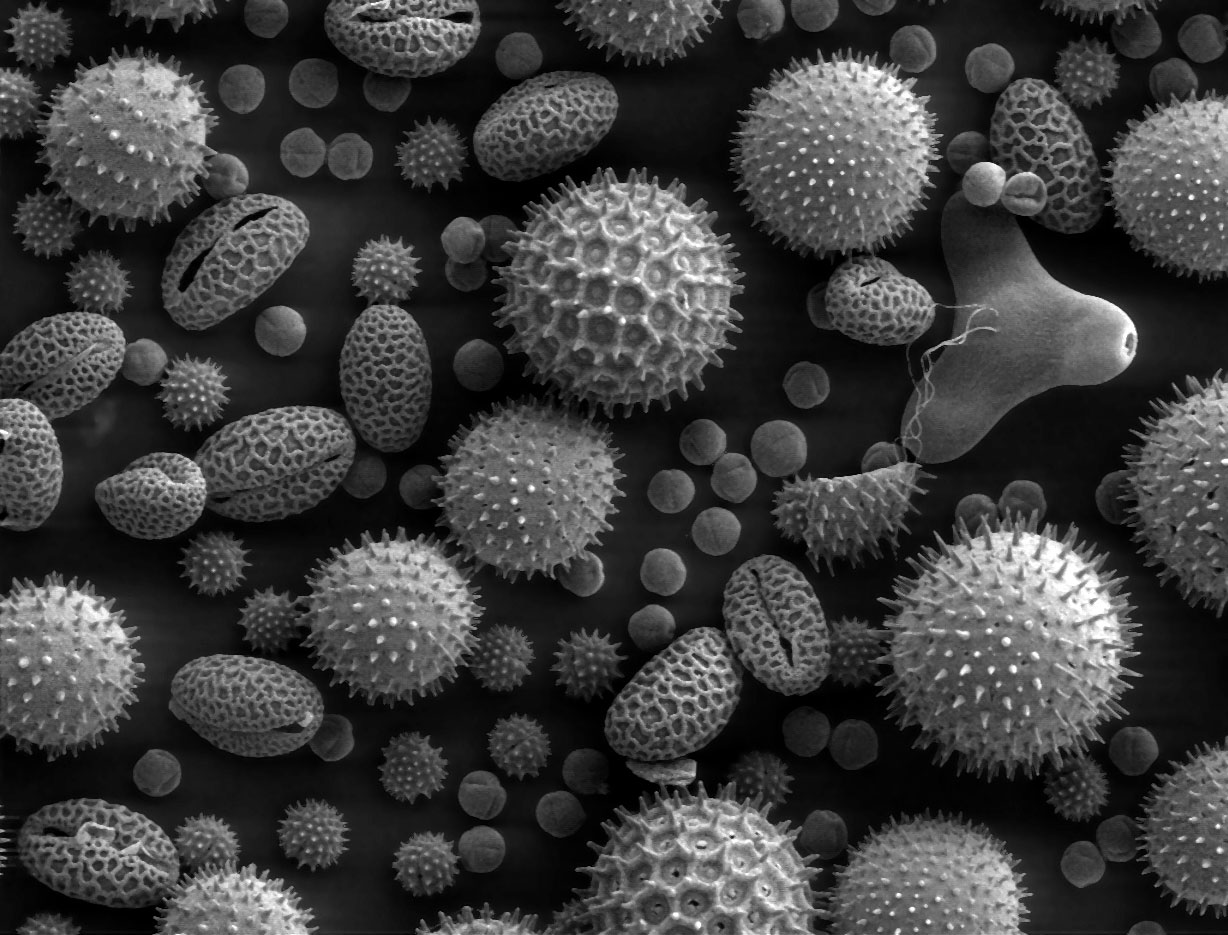 black and white pollen image